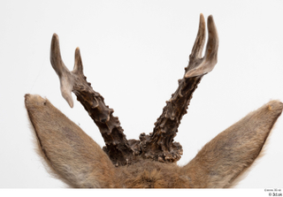 European roe deer antler head 0020.jpg